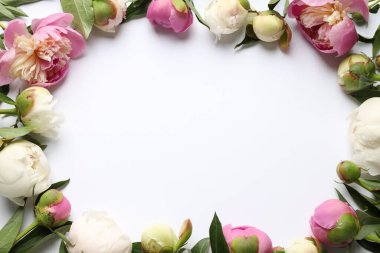 Beyaz arka planda güzel şakayık çiçekleri çerçevesi, düzlük. Metin için boşluk