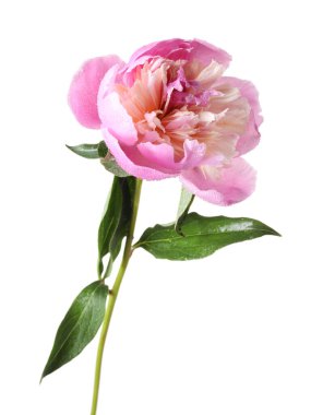 Güzel bir şakayık çiçeği. Su damlaları beyazın üzerine düşer.