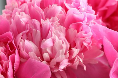 Arka plan olarak güzel şakayık demeti, yakın plan.