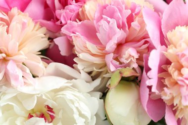 Arka plan olarak güzel şakayık demeti, yakın plan.