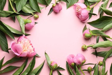 Pembe arka planda güzel şakayık çiçekleri çerçevesi, düzlük. Metin için boşluk