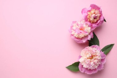 Pembe arka planda güzel şakayıklar ve yeşil yapraklar. Metin için boşluk