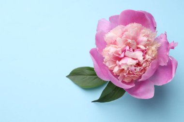 Açık mavi arka planda güzel şakayık ve yeşil yapraklar, düz. Metin için boşluk