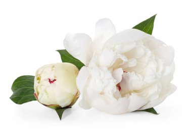 Güzel şakayıklar ve yeşil yapraklar beyaz üzerine izole edilmiş