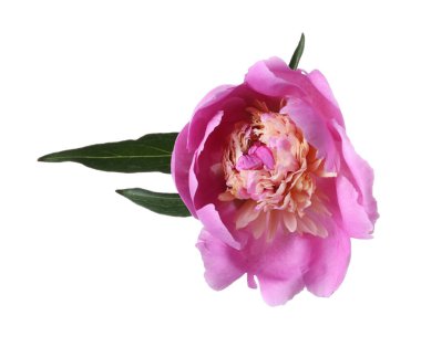 Güzel bir pembe şakayık çiçeği beyaz üzerine izole edilmiş.