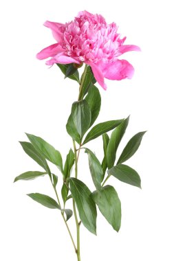 Güzel, pembe bir şakayık beyaz üzerine izole edilmiş.