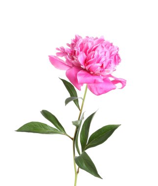 Güzel, pembe bir şakayık beyaz üzerine izole edilmiş.