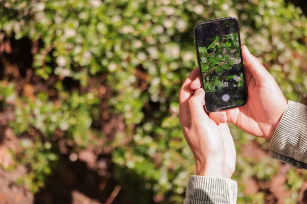 Açık havada akıllı telefonda bitki tanıma uygulaması kullanan bir adam, yakın plan. Metin için boşluk