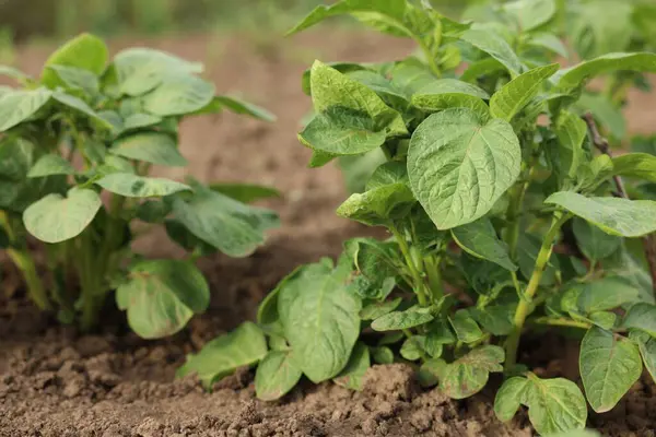Sebze bahçesinde patatesler yetişiyor. Yakın plan.