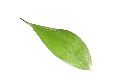 One fresh green Ruscus leaf isolated on white