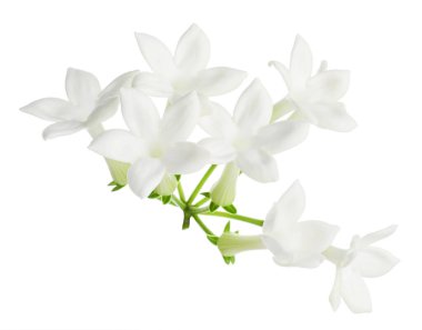 Güzel aromatik yasemin çiçekleri beyazda izole edilmiş.