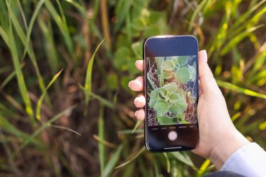 Açık havada akıllı telefonda bitki tanıma uygulaması kullanan bir kadın, yakın plan. Metin için boşluk