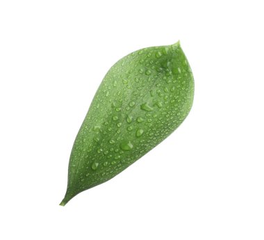 Beyaz üzerinde su damlaları olan bir Ruscus yaprağı