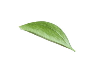 One fresh green Ruscus leaf isolated on white