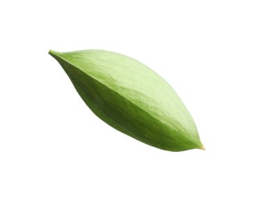 One fresh green Ruscus leaf isolated on white