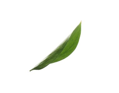 One fresh green Ruscus leaf isolated on white
