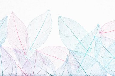 Beyaz arka planda güzel iskeletleşmiş yapraklar, düz uzanmış.