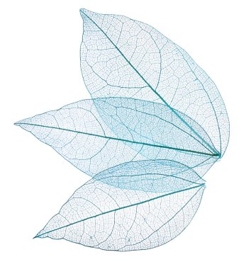 Güzel iskeletleşmiş yapraklar beyaz, üst manzara