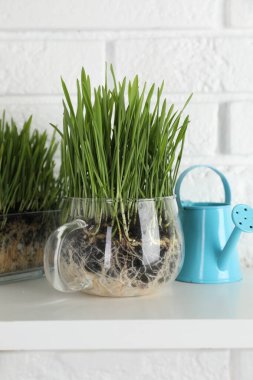 Beyaz tuğla duvarın yanındaki rafta şeffaf saksılarda buğday otları ve sulama kutusu, yakın plan.