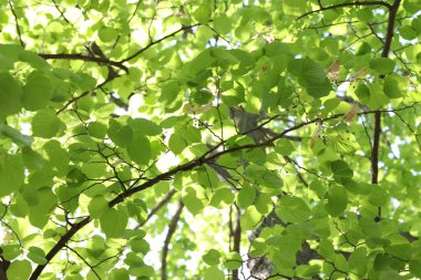 Arka planda yeşil yapraklı güzel ağaç taç, alçak açı manzaralı.