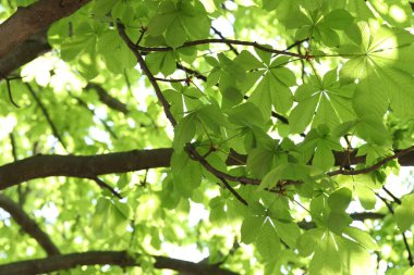 Arka planda yeşil yaprakları olan güzel ağaç taç, yakın plan.