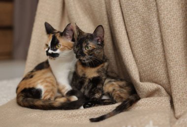 Şirin yavru kediler ve evde yerde battaniye.