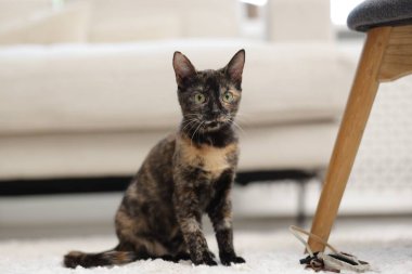 Evde yerde tatlı bir kedi yavrusu var.