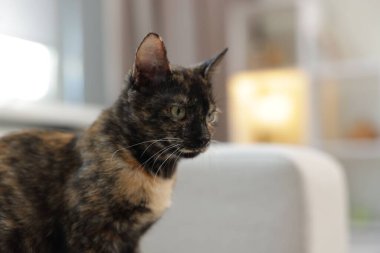 Evdeki kanepede şirin bir yavru kedi, yakın plan. Metin için boşluk