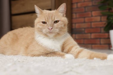 Evde yerde yatan sevimli kızıl kedi.