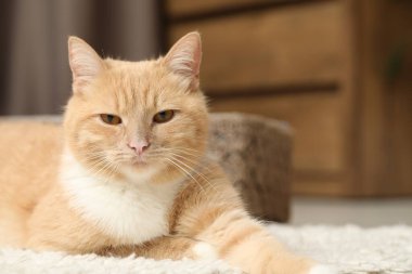 Evde yerde yatan sevimli kızıl kedi, yakın plan. Metin için boşluk
