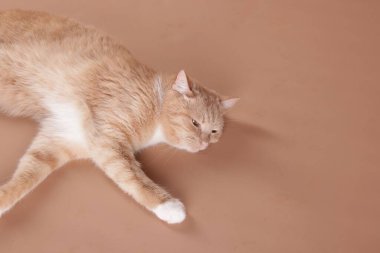 Bej arka planda sevimli bir kedi. Metin için boşluk