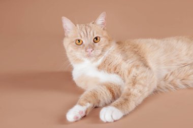 Bej arka planda sevimli bir kızıl kedi. Sevimli hayvan.