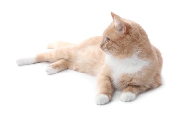 Beyaz arka planda sevimli kızıl kedi. Sevimli hayvan.