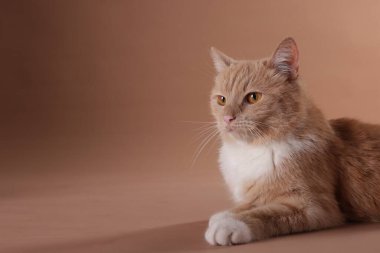 Bej arka planda sevimli bir kızıl kedi. Metin için boşluk