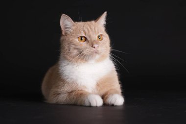 Siyah arka planda sevimli kızıl kedi. Sevimli hayvan.