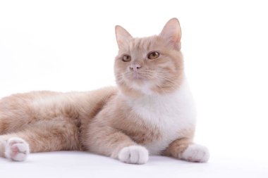 Beyaz arka planda sevimli kızıl kedi. Sevimli hayvan.