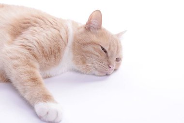 Beyaz arka planda dinlenen sevimli kızıl kedi. Metin için boşluk