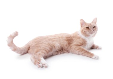 Beyaz arka planda sevimli kızıl kedi. Sevimli hayvan.