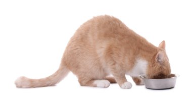 Sevimli kızıl kedi beyaz arka planda kaseden yiyor.