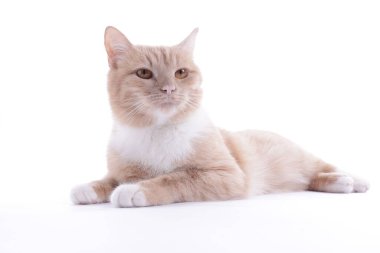 Beyaz arka planda sevimli kızıl kedi. Sevimli hayvan.