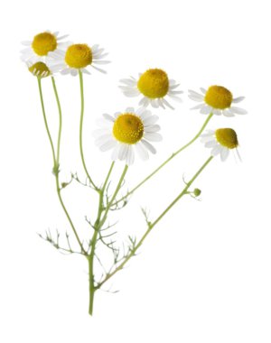 Bir sürü güzel papatya çiçeği beyaz üzerine izole edilmiş.