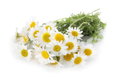 Bir sürü güzel papatya çiçeği beyaz üzerine izole edilmiş.