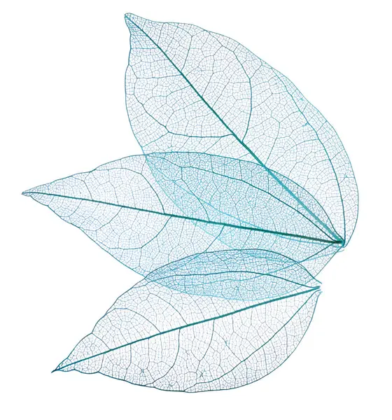 Güzel iskeletleşmiş yapraklar beyaz, üst manzara