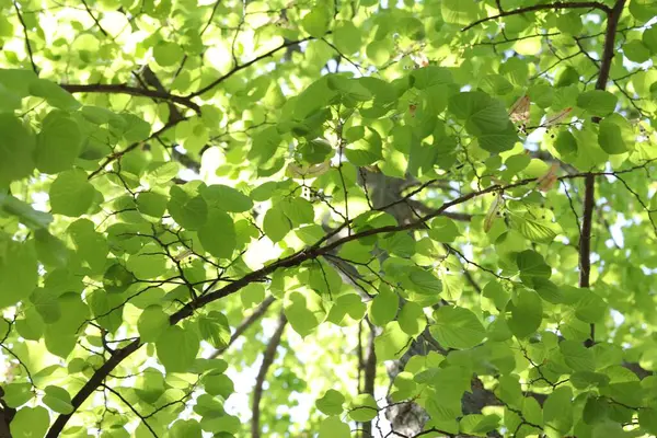 Arka planda yeşil yapraklı güzel ağaç taç, alçak açı manzaralı.