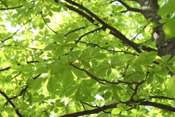 Arka planda yeşil yapraklı güzel ağaç taç, alçak açı manzaralı.