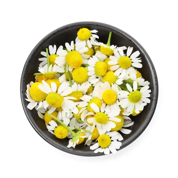 Güzel papatya çiçekleri beyaz kasede izole, üst manzara