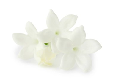 Güzel aromatik yasemin çiçekleri beyazda izole edilmiş.