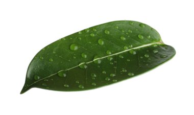 Yeşil yasemin yaprağı ve beyaz üzerine su damlaları.