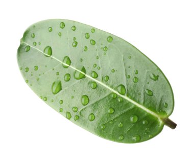 Yeşil yasemin yaprağı ve beyaz üzerine su damlaları.