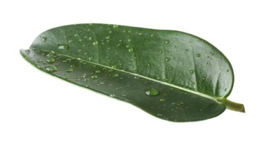 Yeşil yasemin yaprağı ve beyaz üzerine su damlaları.